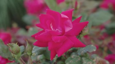 Yumuşak çiçek yaprakları. Doğa güzelliği. Yazın gül bahçesi. Gül çalısı. Doğada güzel çiçek açan bir gül. Bahçedeki pembe gül çalısı. Çiçek açan yaz çiçekleri. Güzel kokulu güller.