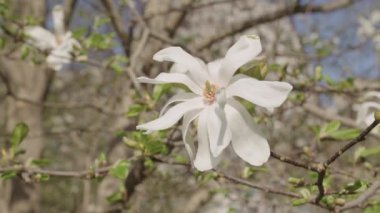 Bahar doğası. Çiçekli manolya. Bahar mevsimi çiçek açar. Magnolia çiçeği. Ağaçtaki güzel beyaz manolya çiçeği. İlkbaharda çiçek açan manolya çiçeği. Çiçekli güzellik..