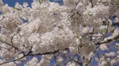 Çiçekli Sakura ağacı. Çiçekli Japon kirazı. Japon kiraz çiçeği ve çiçeği. Sakura bahar sezonu. Çiçekli bahar doğası. Kırılgan Sakura çiçeği. Bahar doğası. Çiçek dalı.