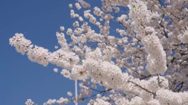 Çiçekli bahar doğası. Kırılgan Sakura çiçeği. Bahar doğası. Çiçekli Sakura ağacı. Çiçekli Japon kirazı. Japon kiraz çiçeği ve çiçeği. Sakura bahar sezonu. Çiçek açan güzellik.