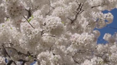 Kiraz ağacında güzel bir bahar Sakura çiçeği. Baharda çiçek açan Sakura çiçeği. Bahar doğası. Çiçekli Sakura. Bahar mevsimi çiçek açar. Japon kirazı. Sakura çiçeği. Çiçek dalı.