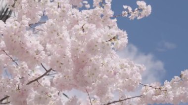 Çiçekli Sakura ağacı. Çiçekli Japon kirazı. Japon kiraz çiçeği ve çiçeği. Sakura bahar sezonu. Çiçekli bahar doğası. Kırılgan Sakura çiçeği. Bahar doğası. Güneşli bir gün.