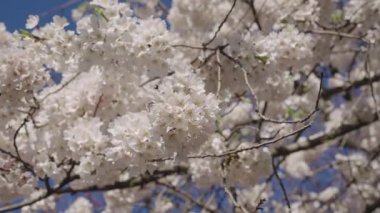 Japon kiraz çiçeği ve çiçeği. Sakura bahar sezonu. Çiçekli bahar doğası. Kırılgan Sakura çiçeği. Bahar doğası. Çiçekli Sakura ağacı. Çiçekli Japon kirazı. Çiçekli güzellik..
