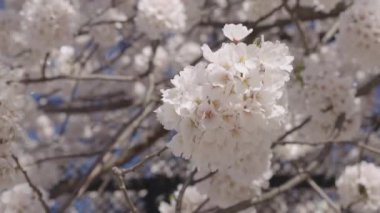 Bahar doğası. Çiçekli Sakura. Bahar mevsimi çiçek açar. Japon kirazı. Sakura çiçeği. Kiraz ağacında güzel bir bahar Sakura çiçeği. Baharda çiçek açan Sakura çiçeği. Çiçek açan bitkiler.