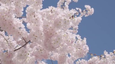 Bahar doğası. Çiçekli Sakura ağacı. Çiçekli Japon kirazı. Japon kiraz çiçekleri. Sakura bahar sezonu. Çiçekli bahar doğası. Kırılgan Sakura çiçeği. Çok güzel açıyor..