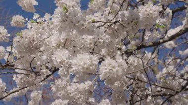 Bahar mevsimi çiçek açar. Japon kirazı. Sakura çiçeği. Kiraz ağacında güzel bir bahar Sakura çiçeği. Baharda çiçek açan Sakura çiçeği. Bahar doğası. Çiçekli Sakura..