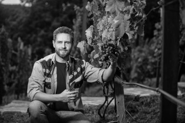 Üzüm kesen bir sirke ustası. Erkek üzüm bağı sahibi. Üzüm çiftliğinde profesyonel şarap üreticisi. Yaz hasadında hasat yapan adam. Bahçe makası ile gururlu bir enolog. Çiftçinin kestiği üzüm.