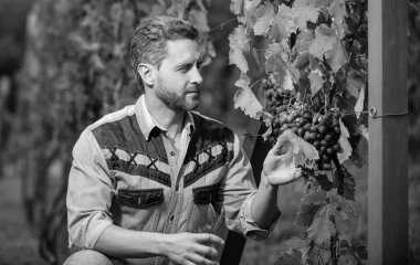 farmer cut grapes with gardening scissors, vinedresser.