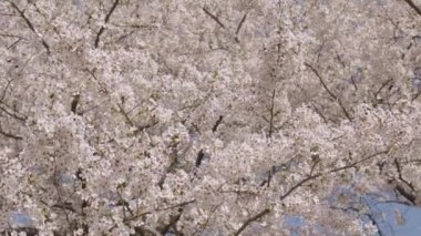 Sakura bahar sezonu. Çiçekli bahar doğası. Kırılgan Sakura çiçeği. Bahar doğası. Çiçekli Sakura ağacı. Çiçekli Japon kirazı. Japon kiraz çiçeği ve çiçeği. Çiçek açan ağaç..
