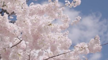 Sakura çiçeği. Kiraz ağacında güzel bir bahar Sakura çiçeği. Baharda çiçek açan Sakura çiçeği. Bahar doğası. Çiçekli Sakura. Bahar mevsimi çiçek açar. Japon kirazı. Açma mevsimi.