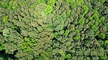 Tepeden yeşil ağaç ormanı, 4K. Ormanda yaz yeşili ağaç tepesi. Yeşil orman hava manzarasının doğal manzarası. Doğa manzarası. Orman ağacının yukarıdan görünüşü. Havadan ağaç tepesi.