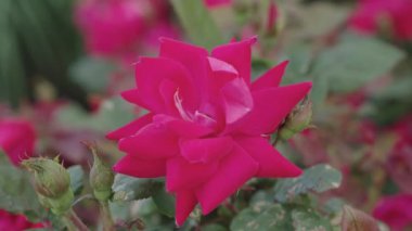 Yazın gül bahçesi. Gül çalısı. Doğada güzel çiçek açan bir gül. Bahçedeki pembe gül çalısı. Çiçek açan yaz çiçekleri. Yumuşak çiçek yaprakları. Doğa güzelliği.