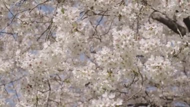 Çiçekli Sakura. Bahar mevsimi çiçek açar. Japon kirazı. Sakura çiçeği. Kiraz ağacında güzel bir bahar Sakura çiçeği. Baharda çiçek açan Sakura çiçeği. Bahar doğası. Çiçek yaprakları.