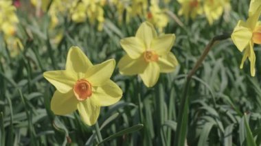 Bahar doğası. Çiçekli Narcissus. Bahar mevsimi çiçek açar. Çiçekli narsist doğa. Nergis çiçeği. Çiçek tarhında bahar nergis çiçeği. Nergis çiçeği ilkbaharı açar. Seçici odak.