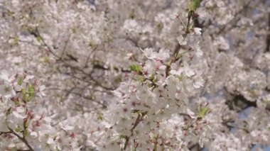 Çiçekli Japon kirazı. Japon kiraz çiçeği ve çiçeği. Sakura bahar sezonu. Çiçekli bahar doğası. Kırılgan Sakura çiçeği. Bahar doğası. Çiçekli Sakura ağacı. Çiçek mevsimi.