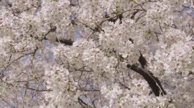 Bahar mevsimi çiçek açar. Japon kirazı. Sakura çiçeği. Kiraz ağacında güzel bir bahar Sakura çiçeği. Baharda çiçek açan Sakura çiçeği. Bahar doğası. Çiçekli Sakura. Çiçek kokusu.