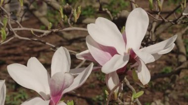 İlkbaharda çiçek açan manolya çiçeği. Bahar doğası. Çiçekli manolya. Bahar mevsimi çiçek açar. Çiçek kokusu. Magnolia çiçeği. Ağaçtaki güzel pembe bahar manolyası çiçeği.