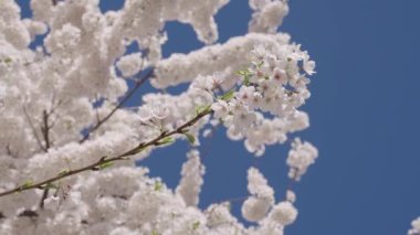 Çiçekli Sakura. Bahar mevsimi çiçek açar. Japon kirazı. Sakura çiçeği. Kiraz ağacında güzel bir bahar Sakura çiçeği. Baharda çiçek açan Sakura çiçeği. Bahar doğası. Mükemmel koku..