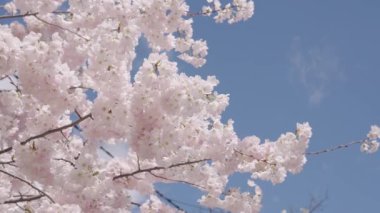 Kırılgan Sakura çiçeği. Bahar doğası. Çiçekli Sakura ağacı. Çiçekli Japon kirazı. Japon kiraz çiçeği ve çiçeği. Sakura bahar sezonu. Çiçekli bahar doğası. Açma dönemi.