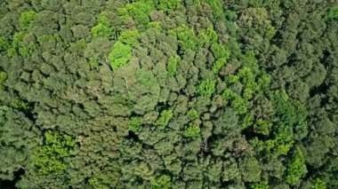 Doğa manzarası. Orman ağacının yukarıdan görünüşü. Doğa çevresi. Tepeden yeşil ağaç ormanı, 4K. Ormanda yaz yeşili ağaç tepesi. Yeşil orman hava manzarasının doğal manzarası. Ağaç tepesi görünümü.