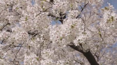 Sakura çiçeği. Kiraz ağacında güzel bir bahar Sakura çiçeği. Baharda çiçek açan Sakura çiçeği. Bahar doğası. Çiçekli Sakura. Bahar mevsimi çiçek açar. Japon kirazı. Çiçek türleri.