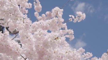 Çiçekli Sakura ağacı. Çiçekli Japon kirazı. Japon kiraz çiçeği ve çiçeği. Sakura bahar sezonu. Çiçekli bahar doğası. Kırılgan Sakura çiçeği. Bahar doğası. Çiçek açma süreci.