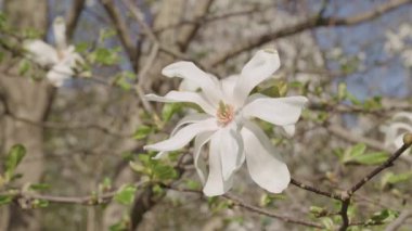 Bahar mevsimi çiçek açar. Magnolia çiçeği. Ağaçtaki güzel beyaz manolya çiçeği. İlkbaharda çiçek açan manolya çiçeği. Bahar doğası. Çiçekli manolya. Çiçek yaprakları.