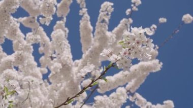 Kırılgan Sakura çiçeği. Bahar doğası. Çiçekli Sakura ağacı. Çiçekli Japon kirazı. Japon kiraz çiçeği ve çiçeği. Sakura bahar sezonu. Çiçekli bahar doğası. Çiçek açan çiçekler.