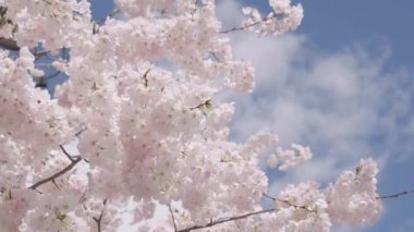 Kiraz ağacında güzel bir bahar Sakura çiçeği. Baharda çiçek açan Sakura çiçeği. Bahar doğası. Çiçekli Sakura. Bahar mevsimi çiçek açar. Japon kirazı. Sakura çiçeği. Lanet park..