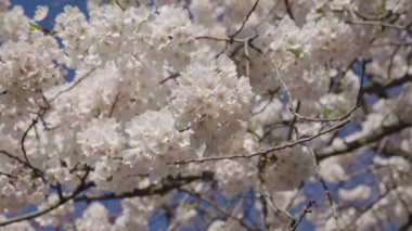 Çiçekli Japon kirazı. Japon kiraz çiçeği ve çiçeği. Sakura bahar sezonu. Çiçekli bahar doğası. Kırılgan Sakura çiçeği. Bahar doğası. Çiçekli Sakura ağacı. Çiçek görünümü.