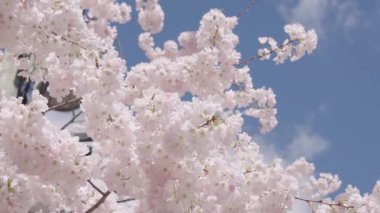 Çiçekli Japon kirazı. Japon kiraz çiçeği ve çiçeği. Sakura bahar sezonu. Çiçekli bahar doğası. Kırılgan Sakura çiçeği. Bahar doğası. Çiçekli Sakura ağacı. Çiçek açan bahar.