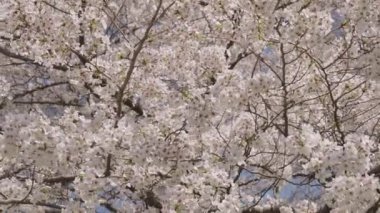 Sakura çiçeği. Kiraz ağacında güzel bir bahar Sakura çiçeği. Baharda çiçek açan Sakura çiçeği. Bahar doğası. Çiçekli Sakura. Bahar mevsimi çiçek açar. Japon kirazı. Çiçek açan bahçe..