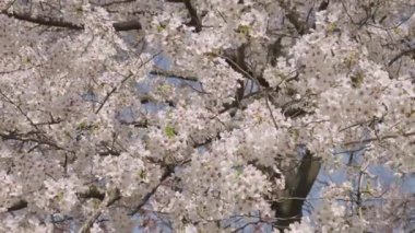Çiçekli bahar doğası. Kırılgan Sakura çiçeği. Bahar doğası. Çiçekli Sakura ağacı. Çiçekli Japon kirazı. Japon kiraz çiçeği ve çiçeği. Sakura bahar sezonu. Çiçek açma dönemi.
