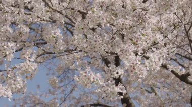 Çiçekli Sakura ağacı. Çiçekli Japon kirazı. Japon kiraz çiçeği ve çiçeği. Sakura bahar sezonu. Çiçekli bahar doğası. Kırılgan Sakura çiçeği. Bahar doğası. Çiçek açan sahne.