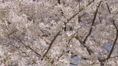 Japon kiraz çiçeği ve çiçeği. Sakura bahar sezonu. Çiçekli bahar doğası. Kırılgan Sakura çiçeği. Bahar doğası. Çiçekli Sakura ağacı. Çiçekli Japon kirazı. Seçici odak.