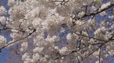 Sakura çiçeği. Kiraz ağacında güzel bir bahar Sakura çiçeği. Baharda çiçek açan Sakura çiçeği. Bahar doğası. Çiçekli Sakura. Bahar mevsimi çiçek açar. Japon kirazı. Çiçek festivali.