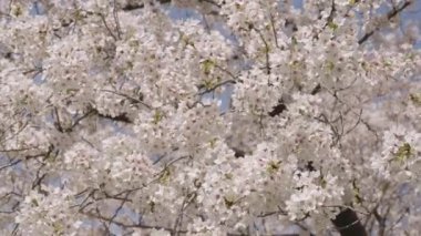 Bahar mevsiminde çiçek açan Sakura çiçeği. Bahar mevsiminde açan Japon kirazı..