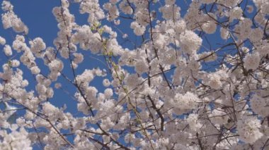 Çiçekli Japon kirazı. Japon kiraz çiçeği ve çiçeği. Sakura bahar sezonu. Çiçekli bahar doğası. Kırılgan Sakura çiçeği. Bahar doğası. Çiçekli Sakura ağacı. Çiçek açan bahar.
