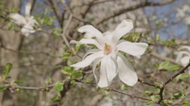 Bahar mevsiminde çiçek açan manolya çiçeği, yavaş çekim..