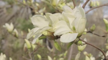 Magnolia çiçeği. Ağaçta güzel bir bahar manolyası çiçeği. İlkbaharda çiçek açan manolya çiçeği. Bahar doğası. Çiçekli manolya. Çiçek açan bahar mevsimi.