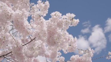 Mavi gökyüzünde pembe çiçek ağacı. Meyve ağacı çiçekleri. Bahar çiçeği. Sakura bahçesinde kiraz çiçeği. Sakura bahar çiçeği. Baharda Sakura. Bahar Bahçesi.