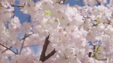 İlkbaharda doğa çiçek açar. Japon Sakura festivali. Sakura 'nın en güzel yerine park et. Çiçekli bahçe ağacı, 4k, doğa. Bahar doğası. Sakura çiçeği açıyor. Sakura manzarası.