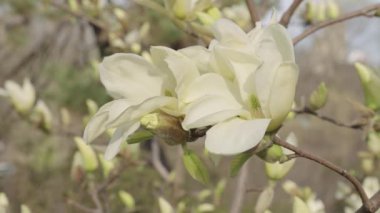 Magnolia çiçeği. Ağaçta güzel bir bahar manolyası çiçeği. İlkbaharda çiçek açan manolya çiçeği. Bahar doğası. Çiçekli manolya. Çiçek açan bahar mevsimi.