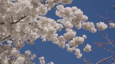 Paskalya 'da Sakura. Bahar çiçeği. Bahar çiçeği kirazlı Sakura. Sakura bahçesinde kiraz çiçeği. Beyaz çiçek ağacı. Çiçek açan dallar ve mavi gökyüzü, bahar zamanı. Kiraz çiçeği Sakura..