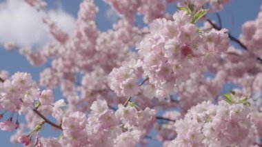 Bahar doğası. Çiçekli Sakura. Bahar mevsimi çiçek açar. Japon kirazı. Sakura çiçeği. Kiraz ağacında bahar Sakura çiçeği. Baharda çiçek açan Sakura çiçeği. Kiraz çiçeği pembe çiçek.