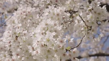 Kiraz ağacında güzel bir bahar Sakura çiçeği. Baharda çiçek açan Sakura çiçeği. Bahar doğası. Çiçekli Sakura. Bahar mevsimi çiçek açar. Japon kirazı. Sakura çiçeği. Çiçek açan güzellik.