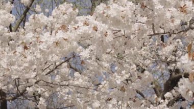 Meyve ağacının beyaz çiçeği. Çiçek açan dallar ve mavi gökyüzü, bahar. Paskalya Sakura 'sı. Bahar çiçeği. Kirazlı sakura ile bahar çiçeği dalı. Sakura bahçesinde kiraz çiçeği.