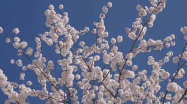 Sakura çiçeği. Kiraz ağacında taze bahar Sakura çiçeği. Baharda çiçek açan Sakura çiçeği. Bahar doğası. Çiçekli Sakura. Bahar mevsimi çiçek açar. Japon kirazı. Çiçek ağacı.