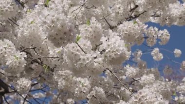 Bahar mevsimi çiçek açar. Japon kirazı. Sakura çiçeği. Kiraz ağacında güzel bir bahar Sakura çiçeği. Baharda çiçek açan Sakura çiçeği. Bahar doğası. Çiçekli Sakura. Bloom Parkı.