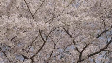 Bahar doğası. Çiçekli Sakura ağacı. Çiçekli Japon kirazı. Japon kiraz çiçeği ve çiçeği. Sakura bahar sezonu. Çiçekli bahar doğası. Kırılgan Sakura çiçeği. Çiçek açan bitkiler.